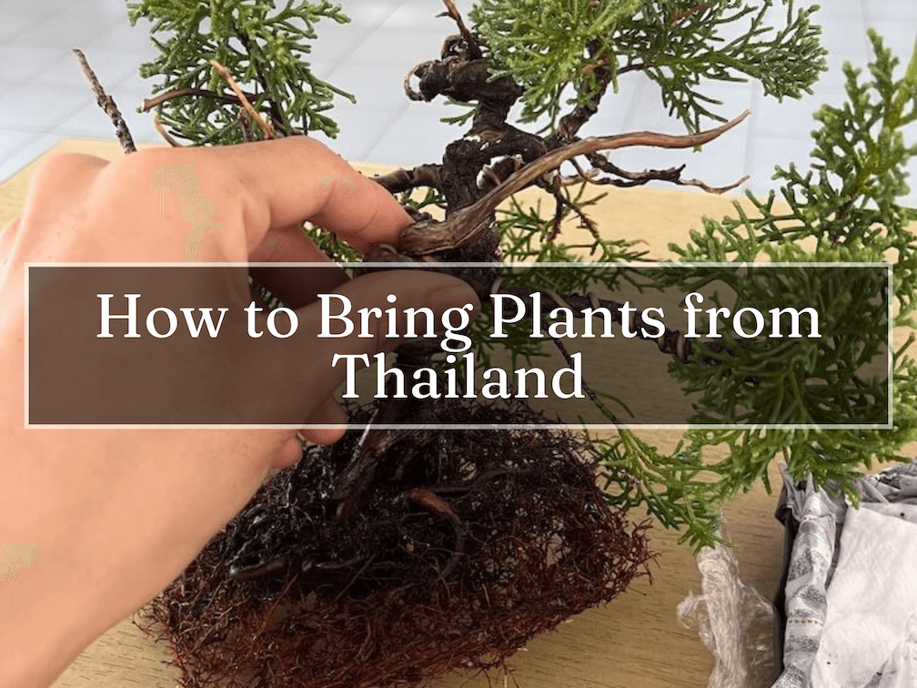 How to Bring Plants from Thailand: PQ7 & Phytosanitary Certificate (Bangkok)